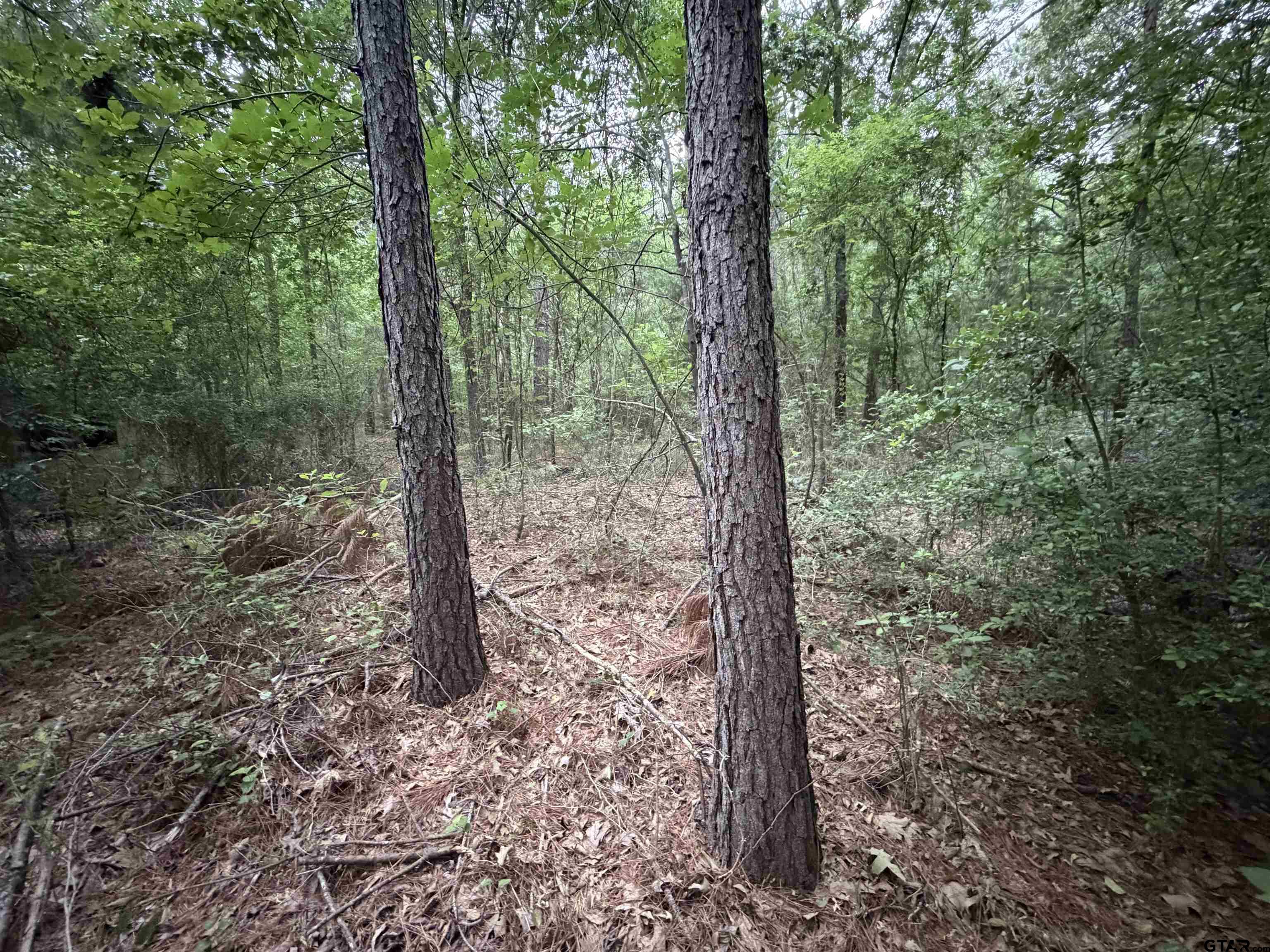 1204 County Road 1204 Rusk, TX 75785 - Photo 8 of 15