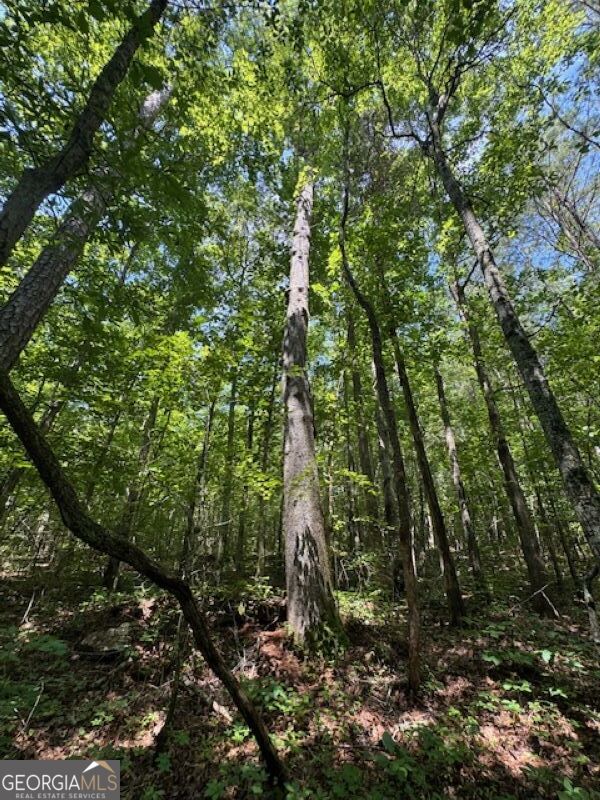0 Old Columbus Road Bowdon, GA 30108 - Photo 19 of 30 a view of a forest with trees