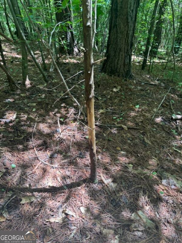 0 Old Columbus Road Bowdon, GA 30108 - Photo 20 of 30 a view of a forest