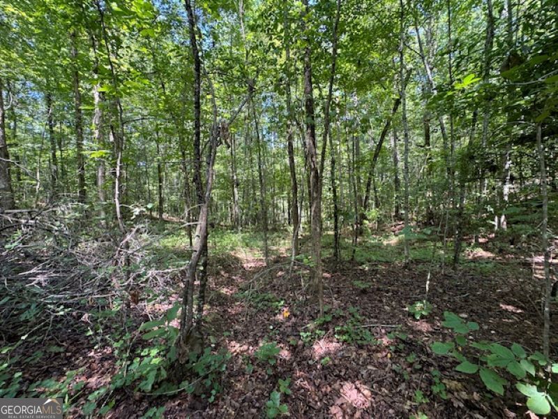 0 Old Columbus Road Bowdon, GA 30108 - Photo 7 of 30 a view of forest