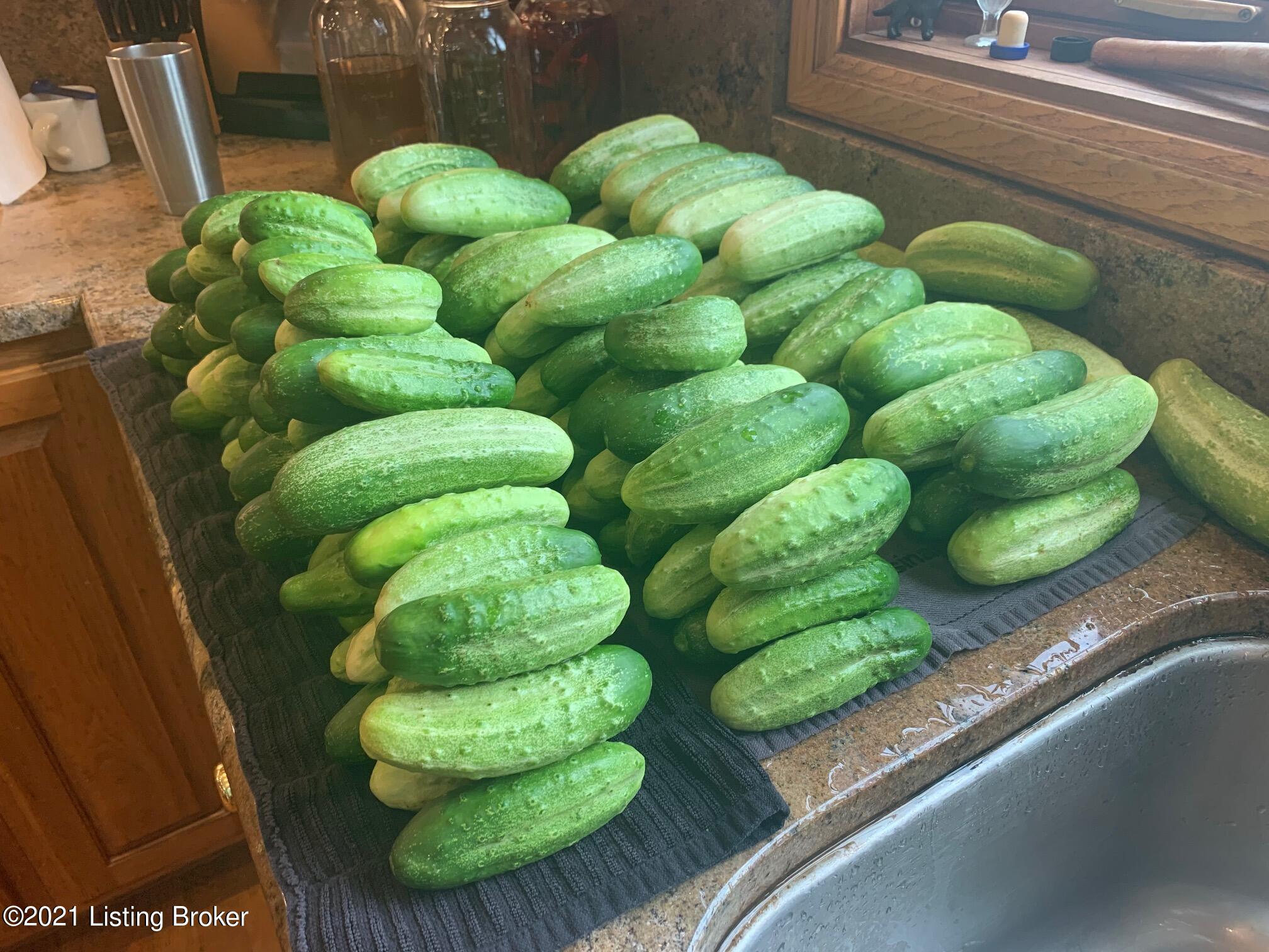 15301 Deer Run Road Louisville, KY 40299 - Photo 62 of 95 Fresh Cucumbers