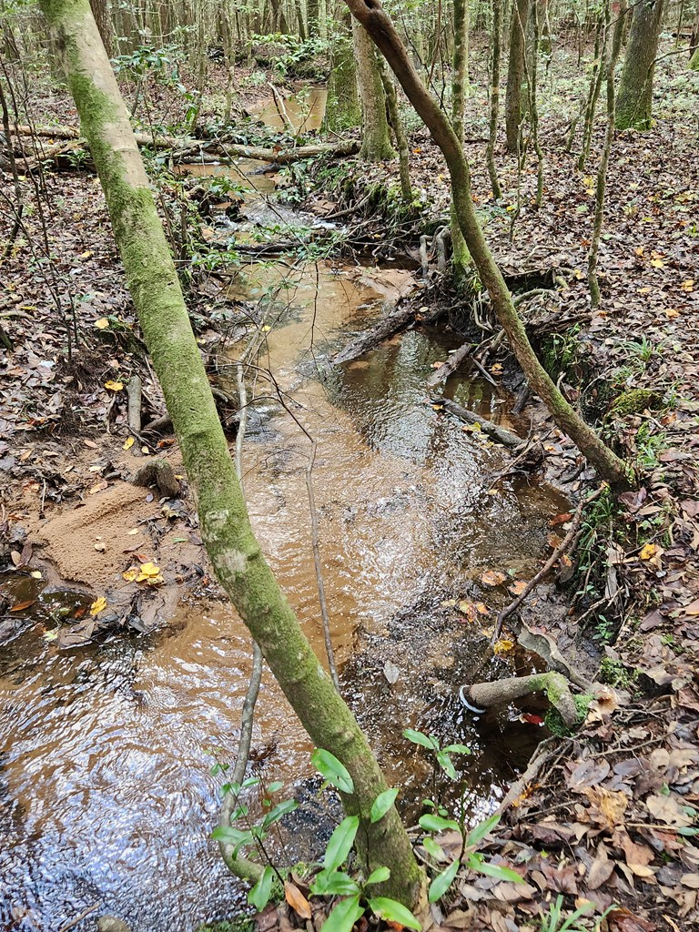 742 County Line Road Buena Vista, GA 31803 - Photo 58 of 74 Stream