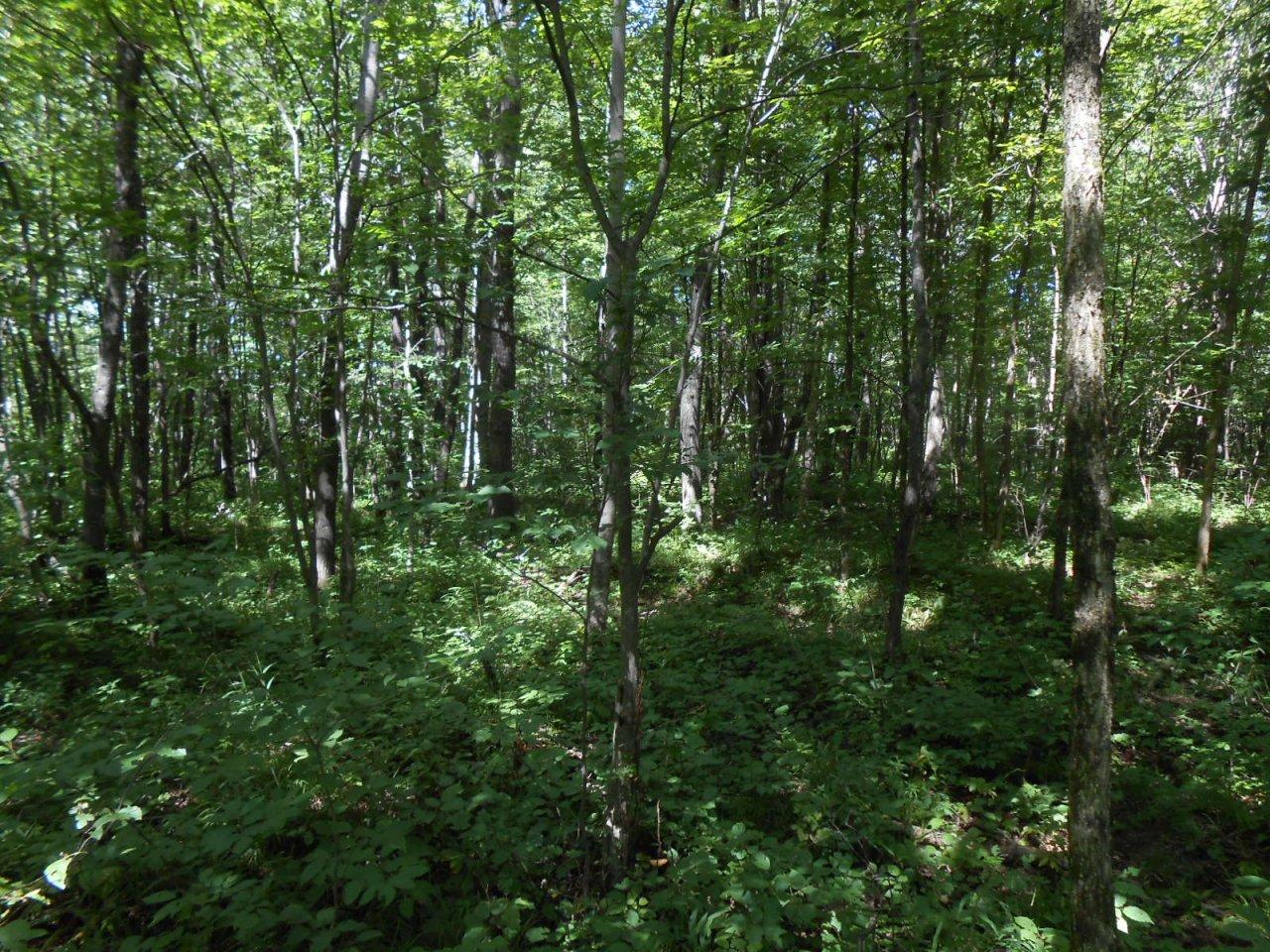 Off Green Creek Road Kennan, WI 54537 - Photo 5 of 15 Gallery Image 5