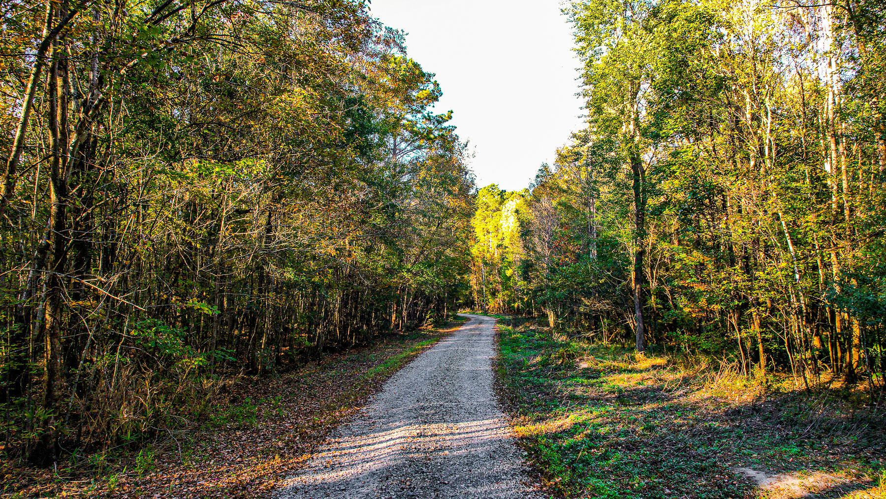 240 Groomsville Road Moncks Corner, SC 29461 - Photo 3 of 101 DV-115