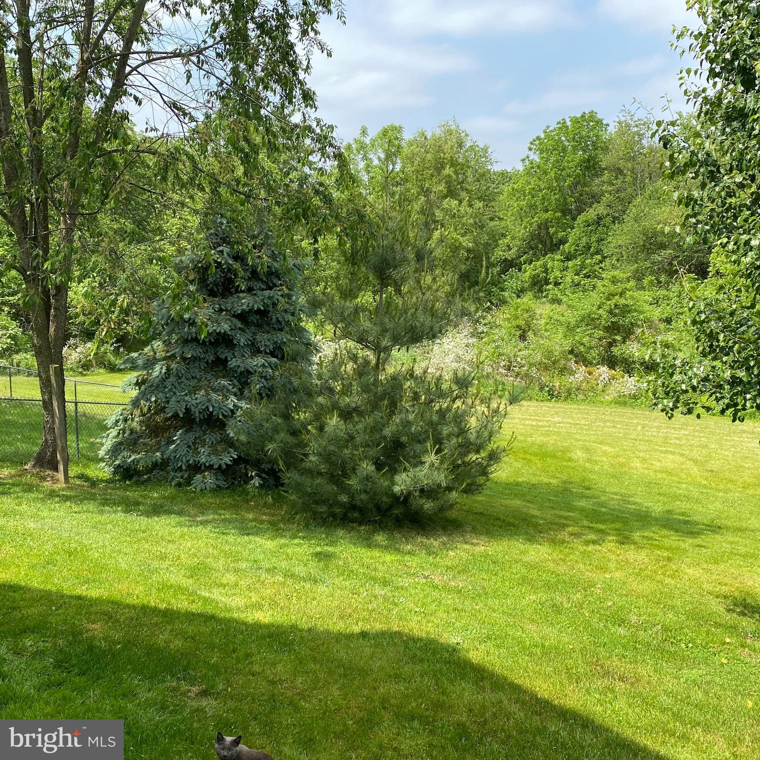 61 Baltimore Street Spring Grove, PA 17362 - Photo 8 of 51 a view of a trees with a yard