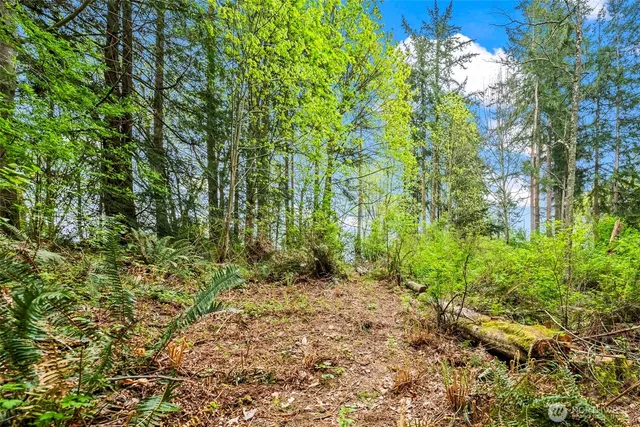 a view of a garden with large trees
