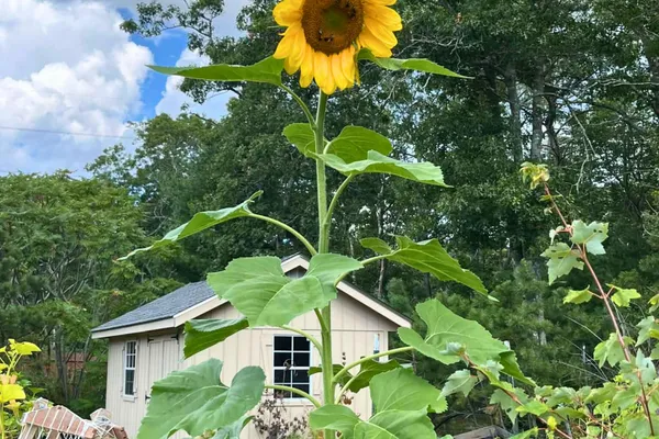 $1,100,000 | 7 Maxwell Lane, Sandwich, MA 02563