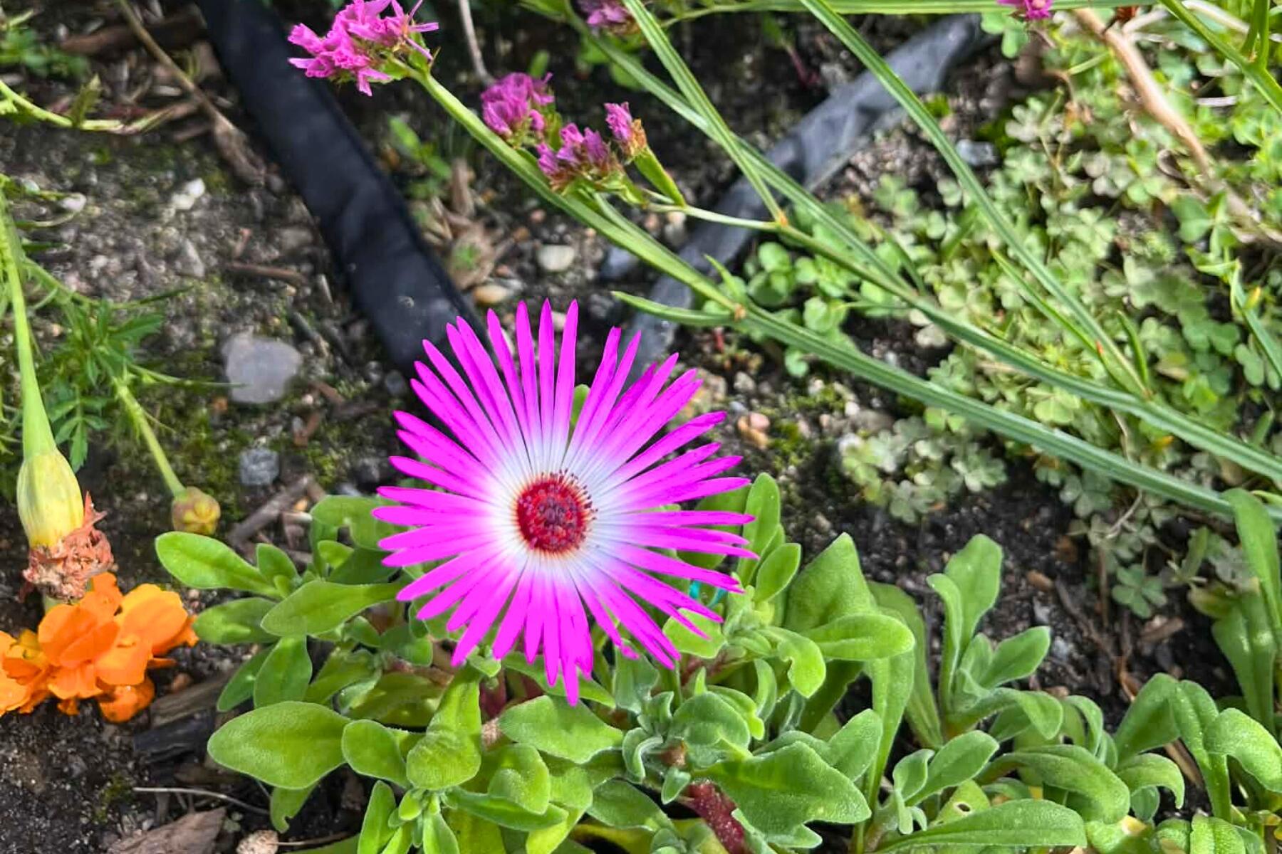 7 Maxwell Lane Sandwich, MA 02563 - Photo 43 of 54 a view of a flower in a garden