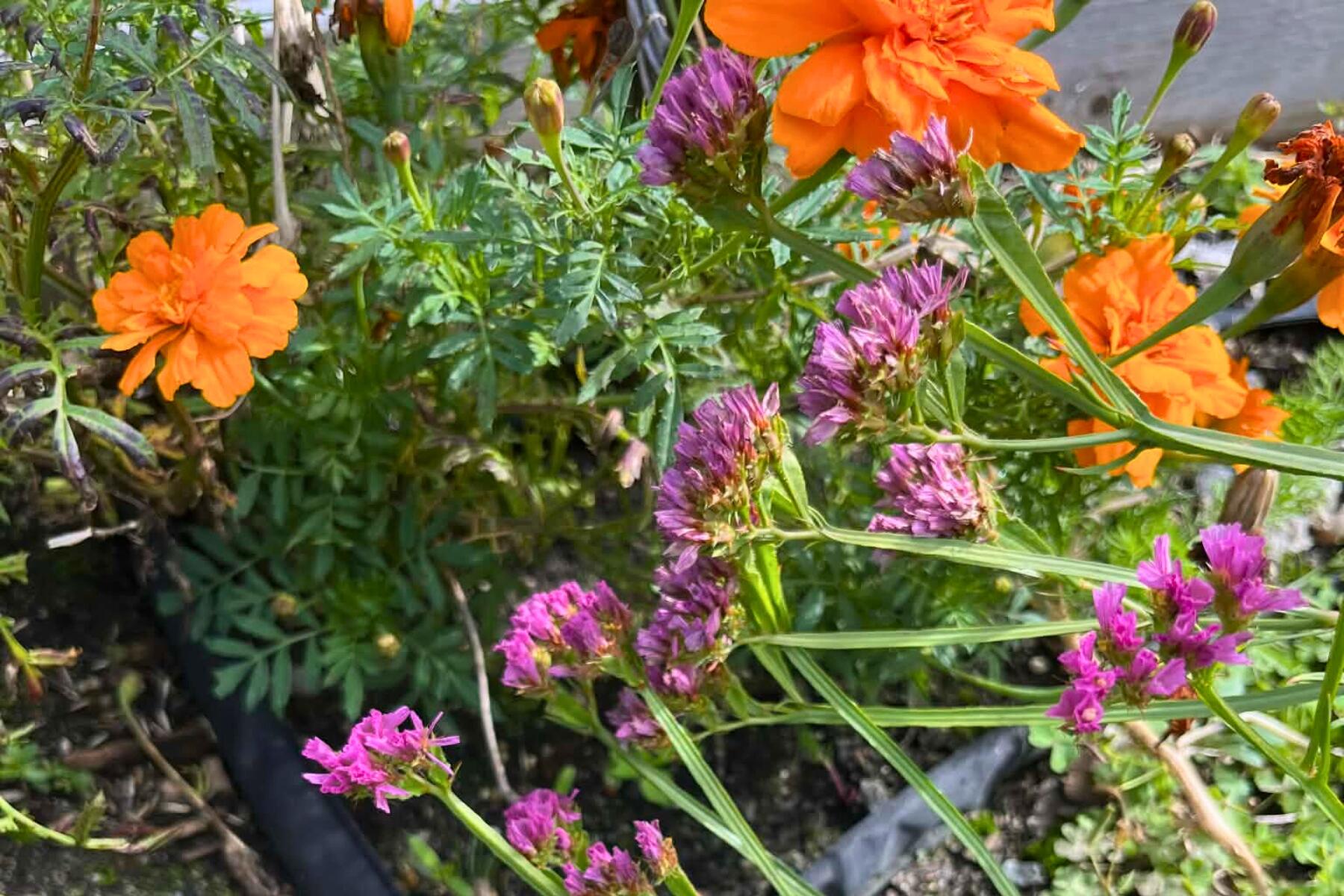 7 Maxwell Lane Sandwich, MA 02563 - Photo 44 of 54 a flower view