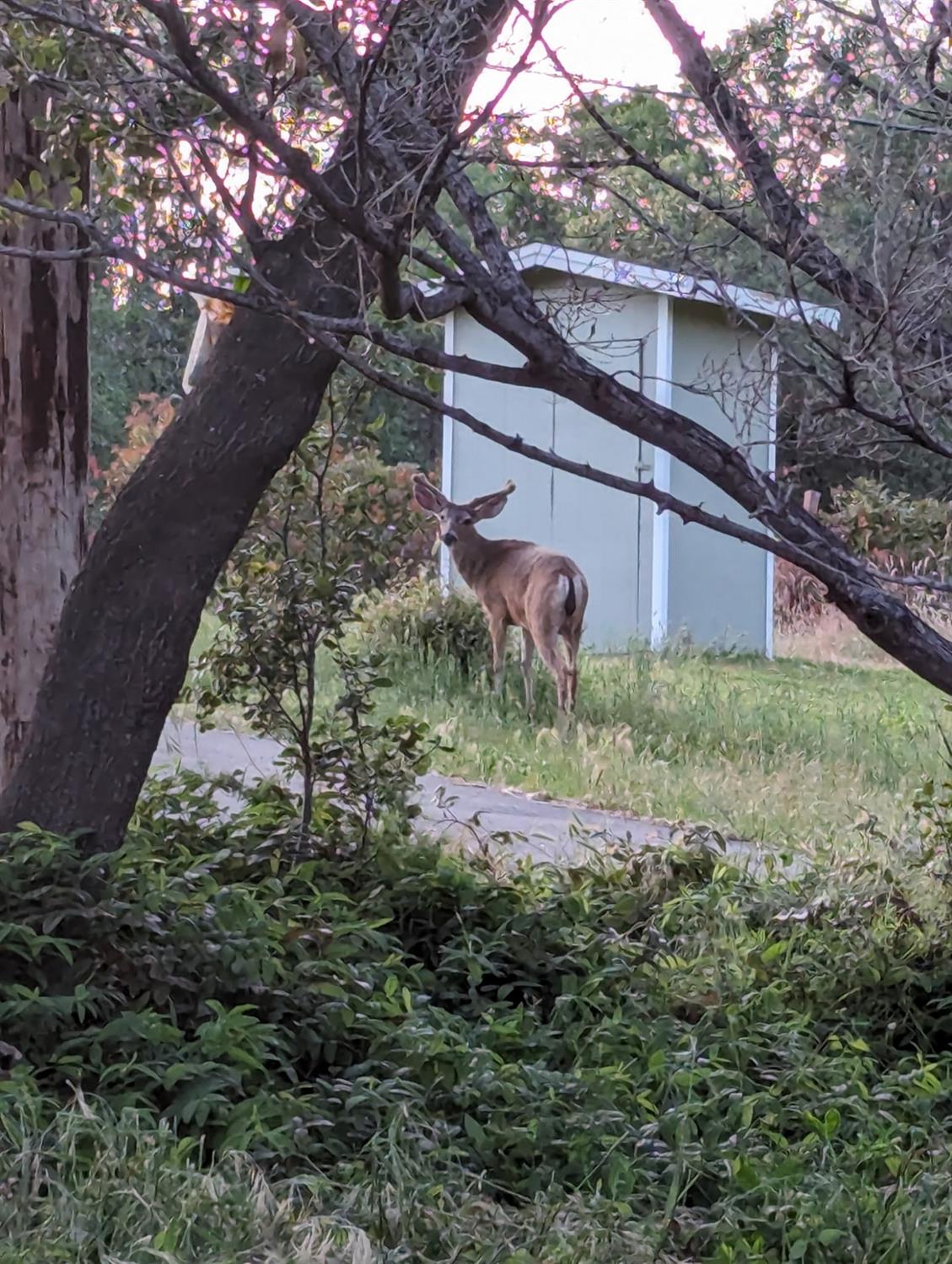 10601 Lime Kiln Road Grass Valley, CA 95949 - Photo 46 of 79 Even the deer enjoy hanging out here.