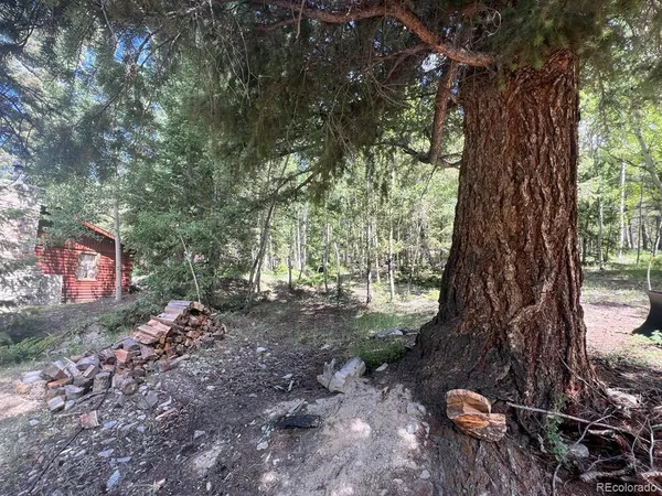 a view of a tree with a yard