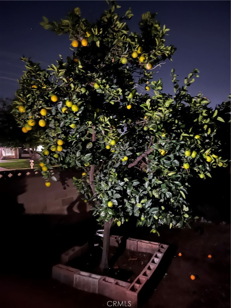 250 North Linden Avenue, Unit 148 Rialto, CA 92376 - Photo 16 of 17 a view of a tree with flower in a garden