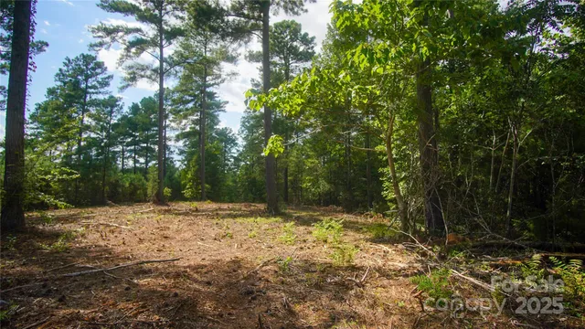 a view of a yard with plants and trees