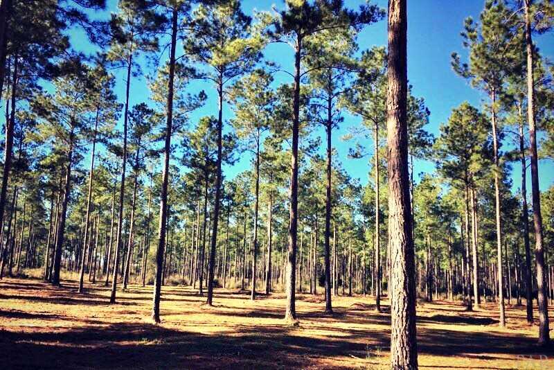 Southridge Road Milton, FL 32570 - Photo 12 of 16