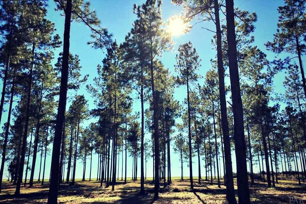 Southridge Road Milton, FL 32570 - Photo 14 of 16