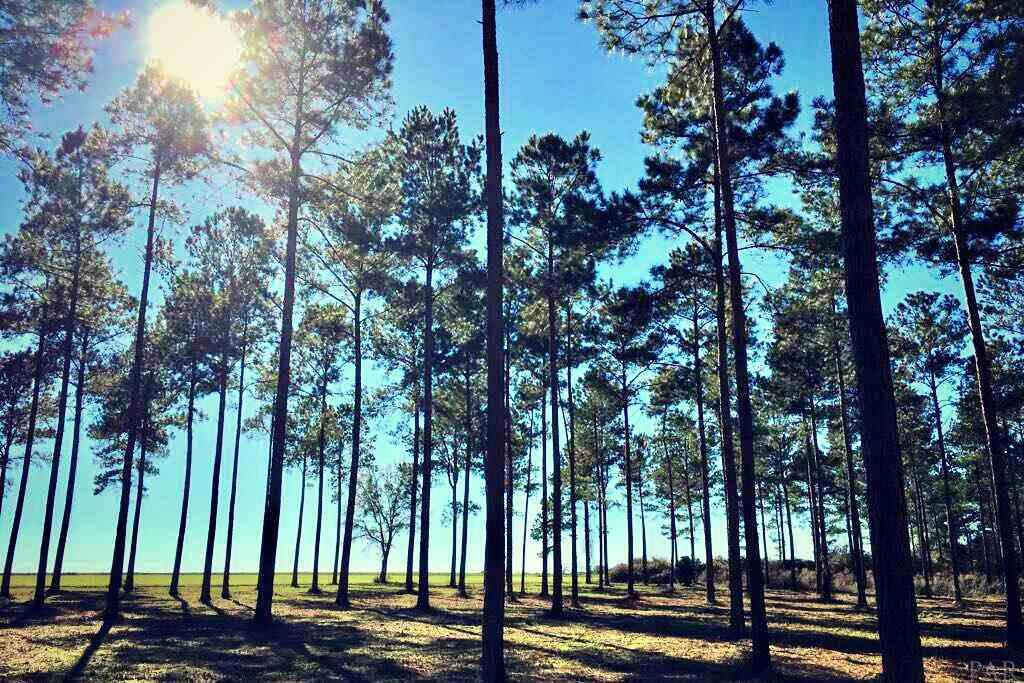 Southridge Road Milton, FL 32570 - Photo 15 of 16