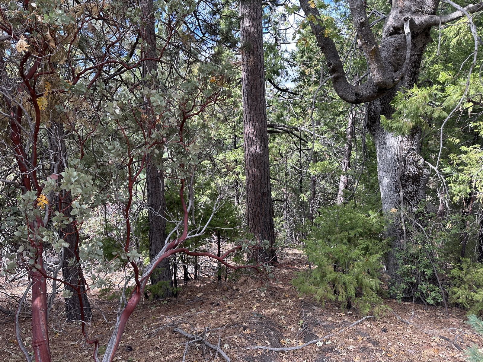 Round Robin Idyllwild, CA 92549 - Photo 3 of 12 a view of a tree in a forest