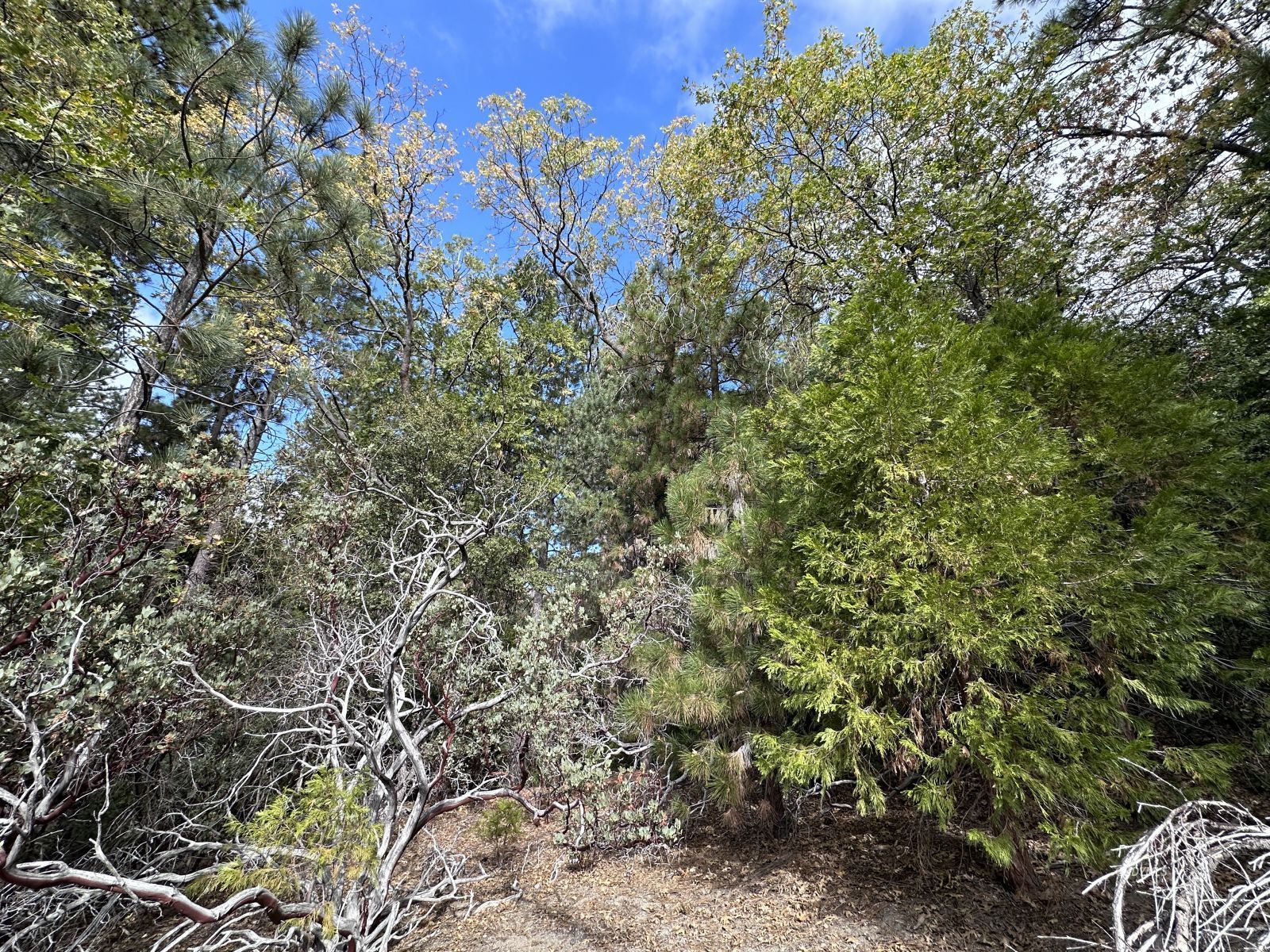 Round Robin Idyllwild, CA 92549 - Photo 5 of 12 a view of a bunch of plants and trees