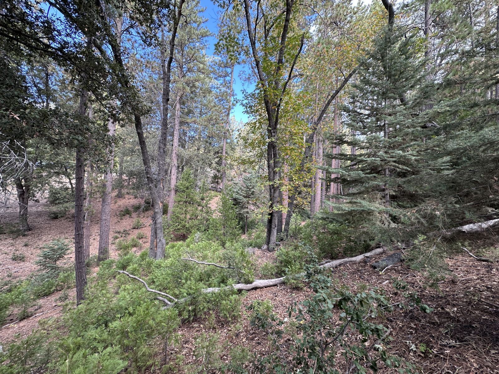 Round Robin Idyllwild, CA 92549 - Photo 6 of 12 a view of a forest filled with trees