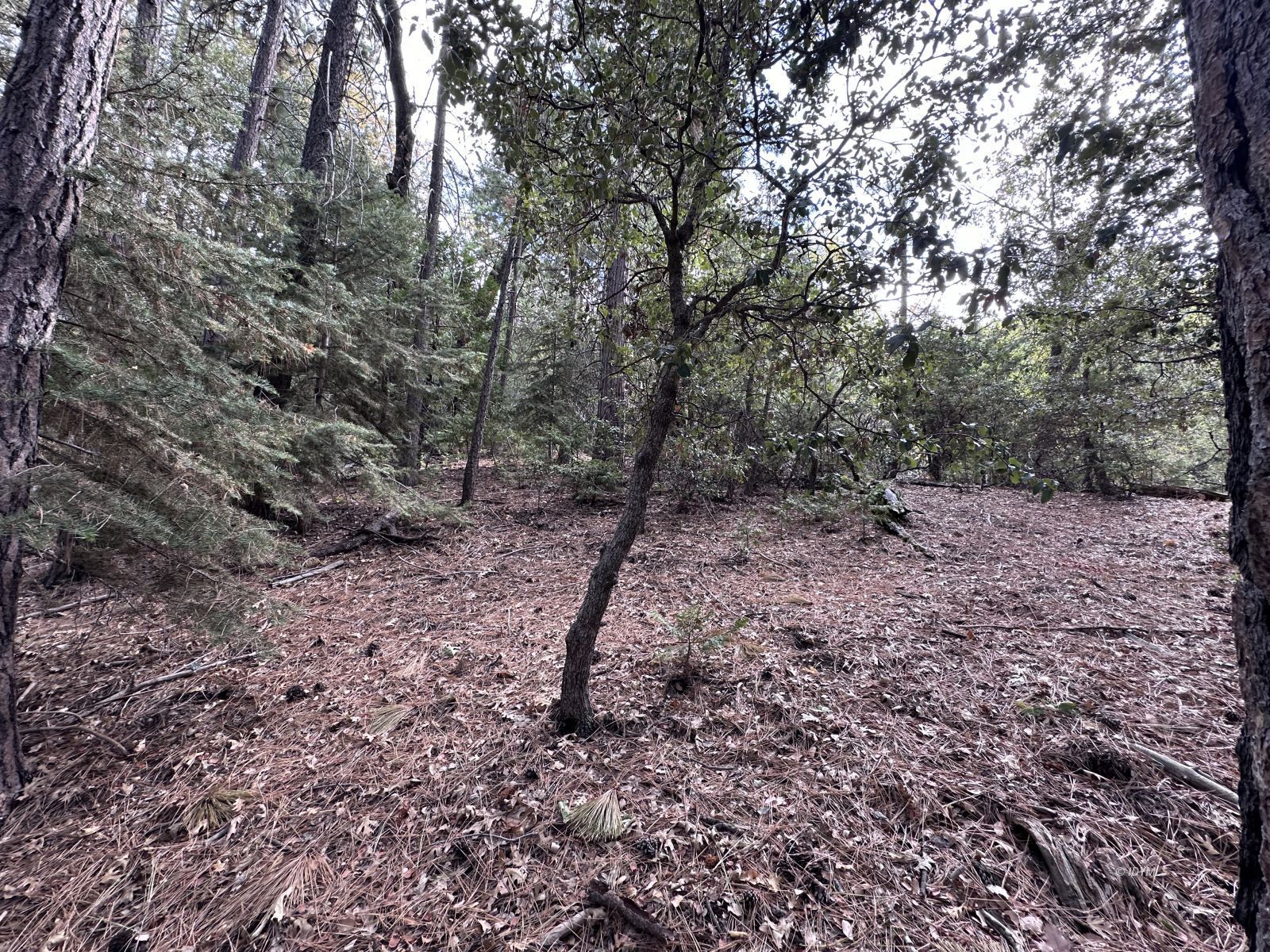 Round Robin Idyllwild, CA 92549 - Photo 7 of 12 a backyard of a house with lots of green space