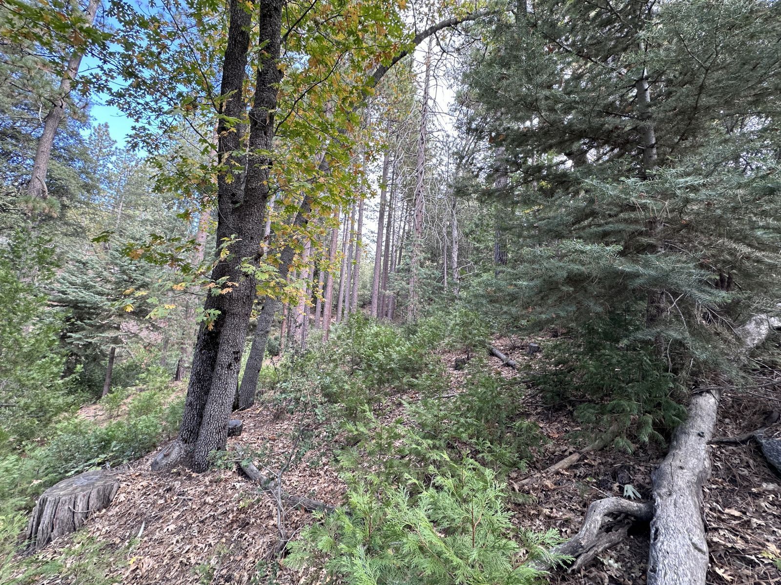 Round Robin Idyllwild, CA 92549 - Photo 8 of 12 a view of a yard with plants and large trees