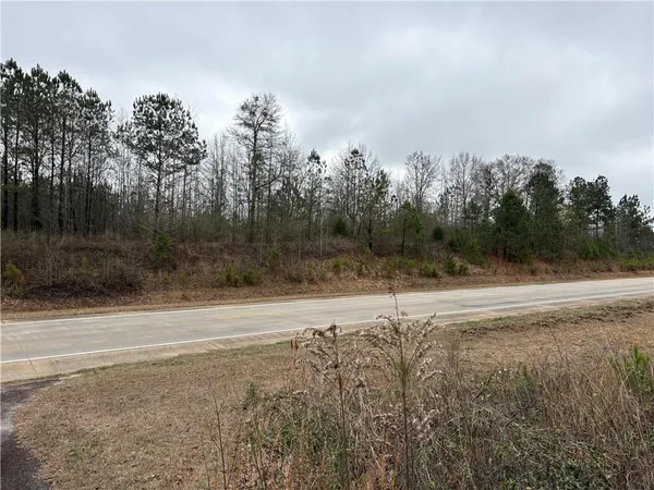a view of a forest filled with trees