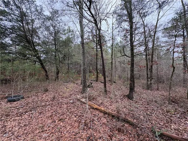 a view of a forest filled with trees