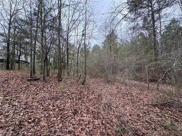 a view of a forest with lots of trees