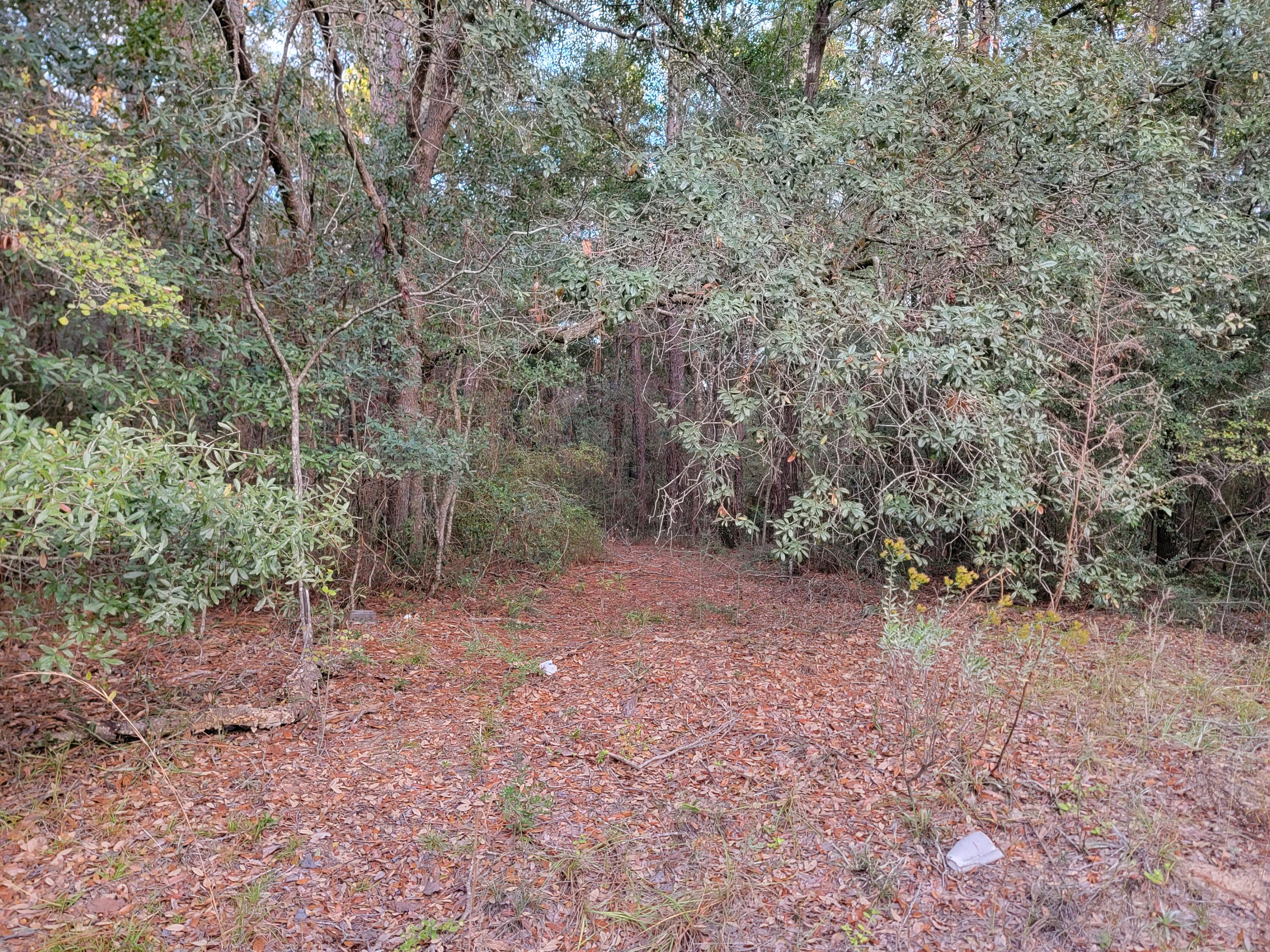 507 B Spotted Fawn Road Holt, FL 32564 - Photo 9 of 13 a view of a forest with trees in the background