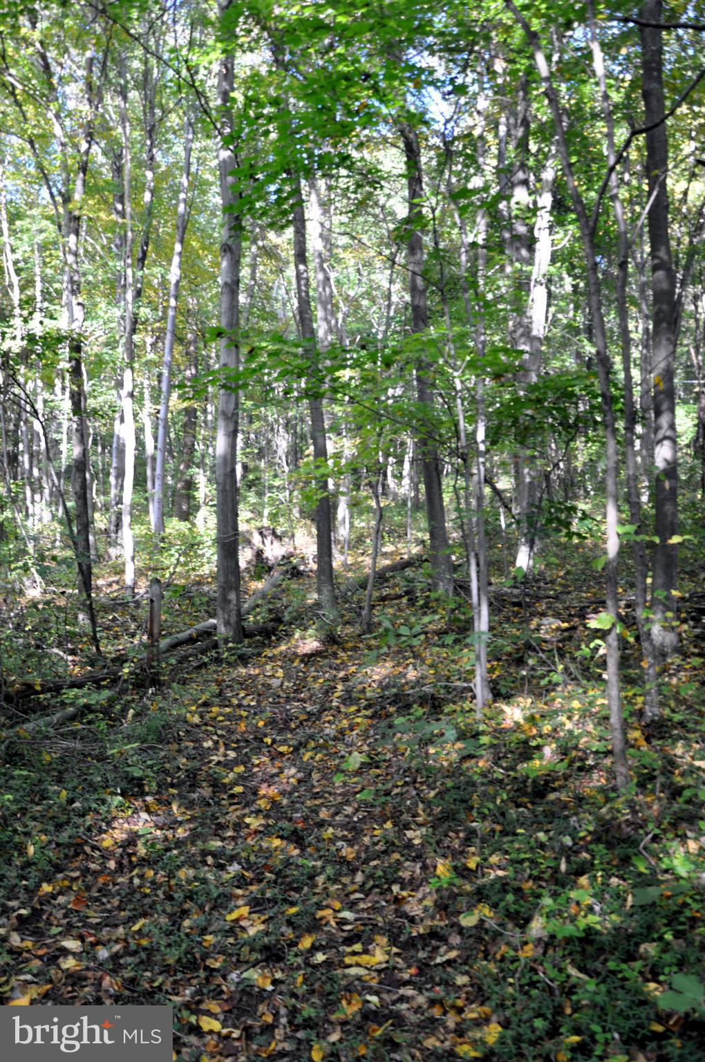 196 Moon Road Sperryville, VA 22740 - Photo 16 of 17 Path in the Woods