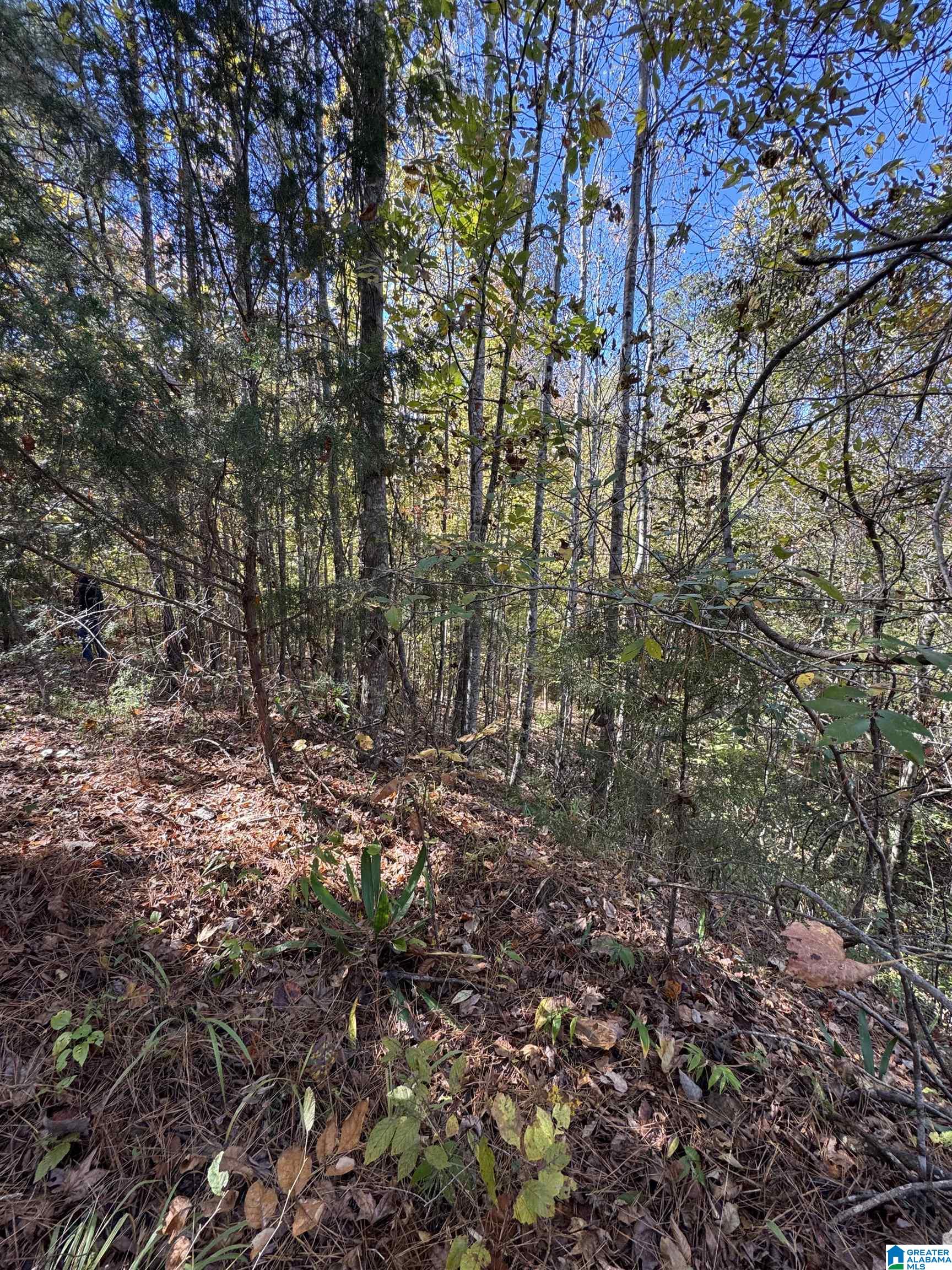 261 County Road Clanton, AL 35046 - Photo 6 of 8