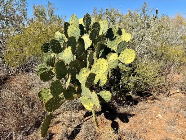 a close up of a plant in a garden