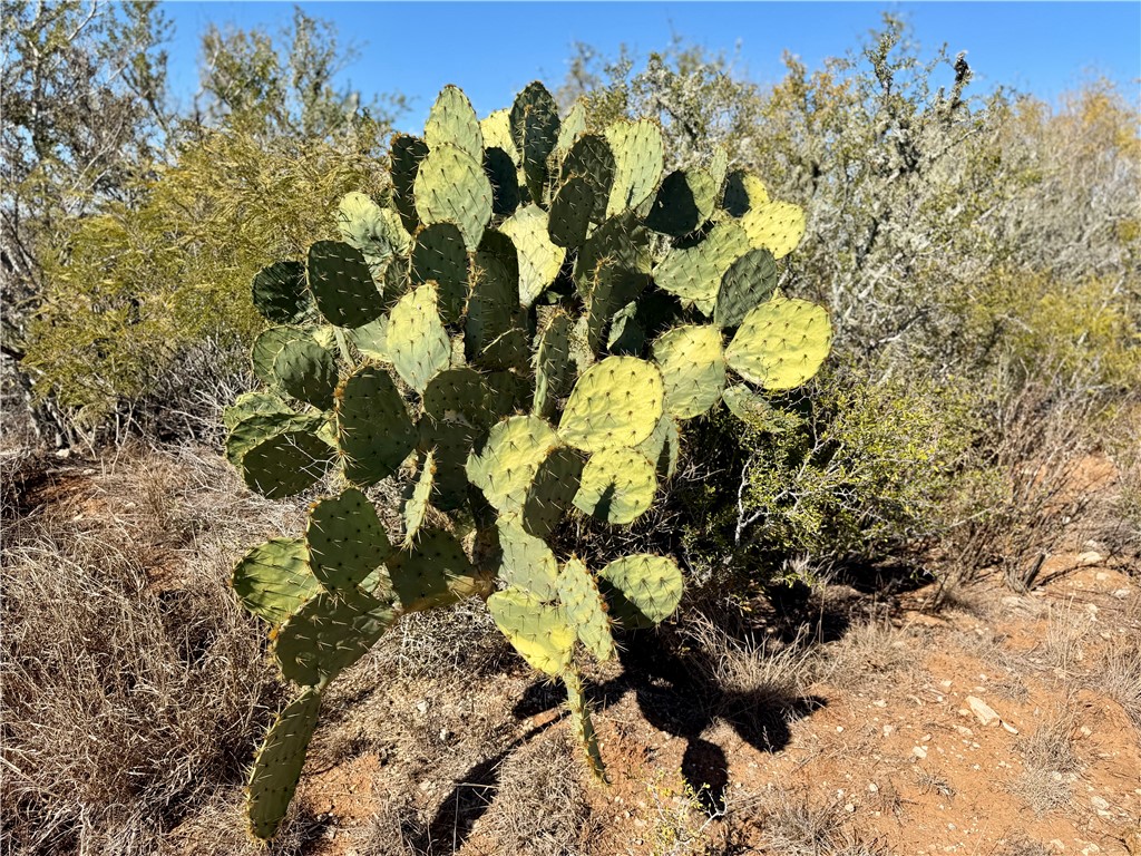 0 County Road 203 Bruni, TX 78344 - Photo 1 of 40 a close up of a plant in a garden