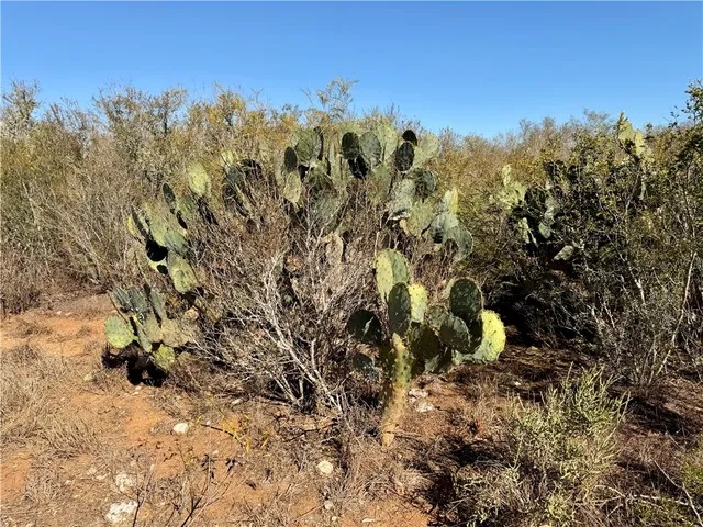 a view of a bunch of trees