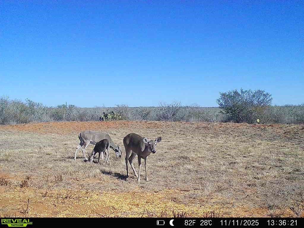0 County Road 203 Bruni, TX 78344 - Photo 12 of 40 a view of a lake with outdoor space