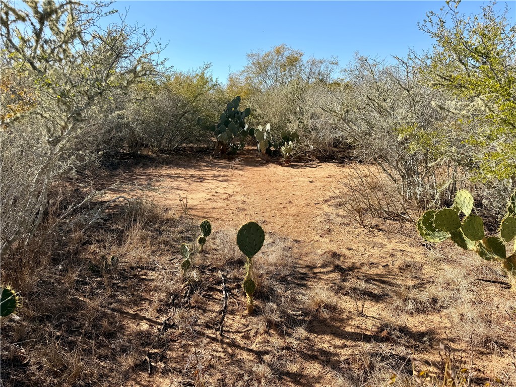 0 County Road 203 Bruni, TX 78344 - Photo 15 of 40 a view of a yard with a tree