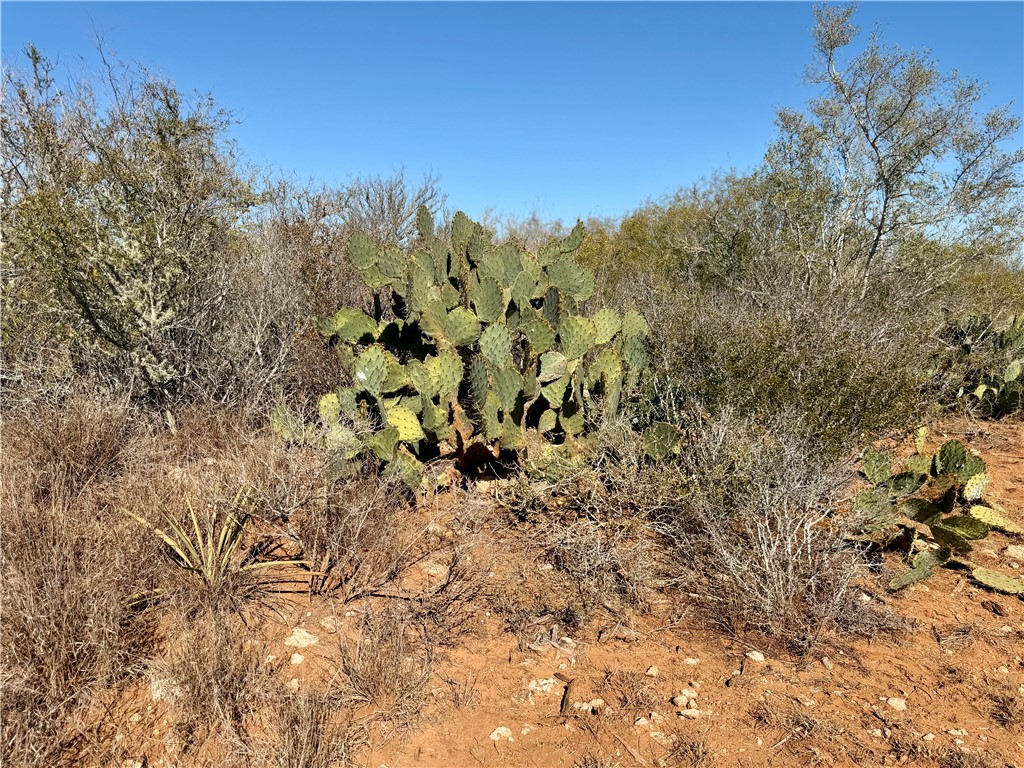 0 County Road 203 Bruni, TX 78344 - Photo 17 of 40 a view of a yard with a tree