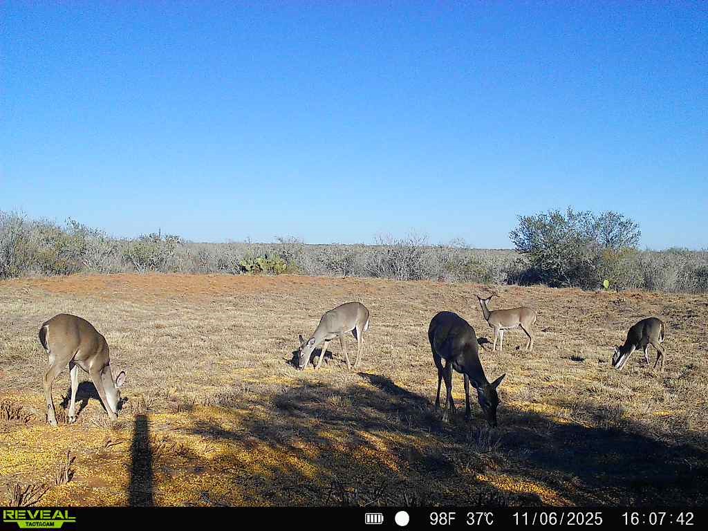0 County Road 203 Bruni, TX 78344 - Photo 18 of 40