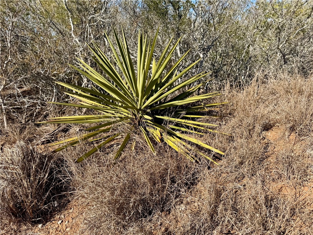 0 County Road 203 Bruni, TX 78344 - Photo 19 of 40 a view of outdoor space with garden