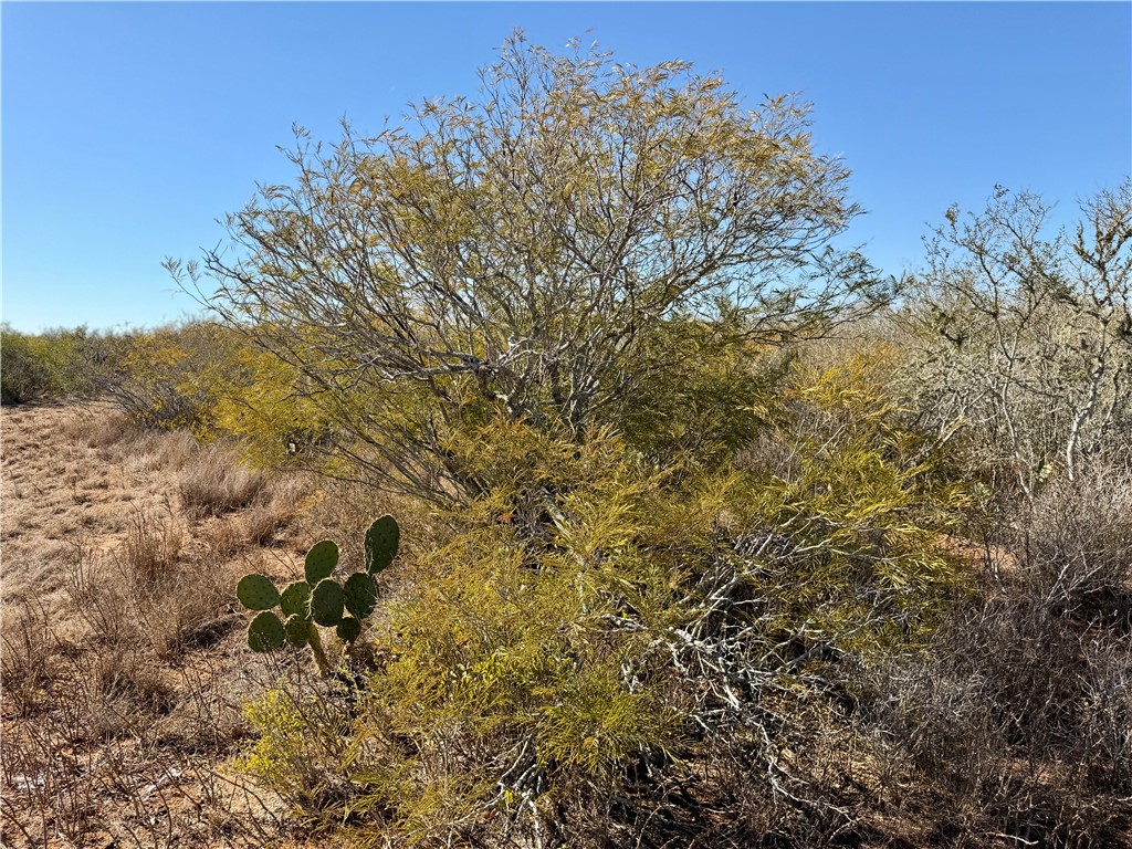 0 County Road 203 Bruni, TX 78344 - Photo 21 of 40 a view of a field