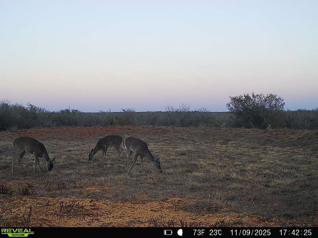 0 County Road 203 Bruni, TX 78344 - Photo 24 of 40 a view of a lake with houses