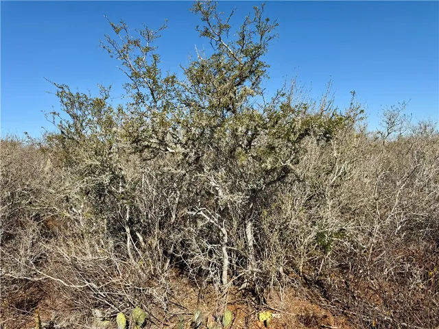 a view of a palm plant that is in front of a house