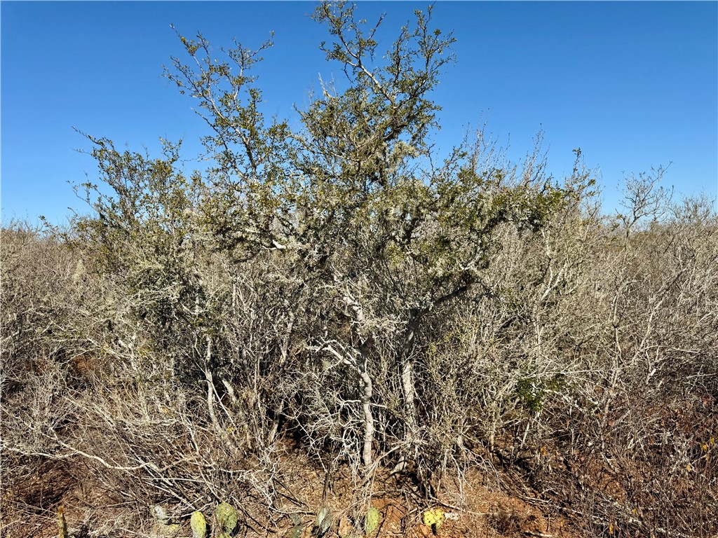 0 County Road 203 Bruni, TX 78344 - Photo 25 of 40 a view of a tree with an outdoor space