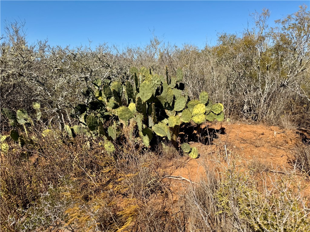 0 County Road 203 Bruni, TX 78344 - Photo 27 of 40 a view of a covered with trees in the background