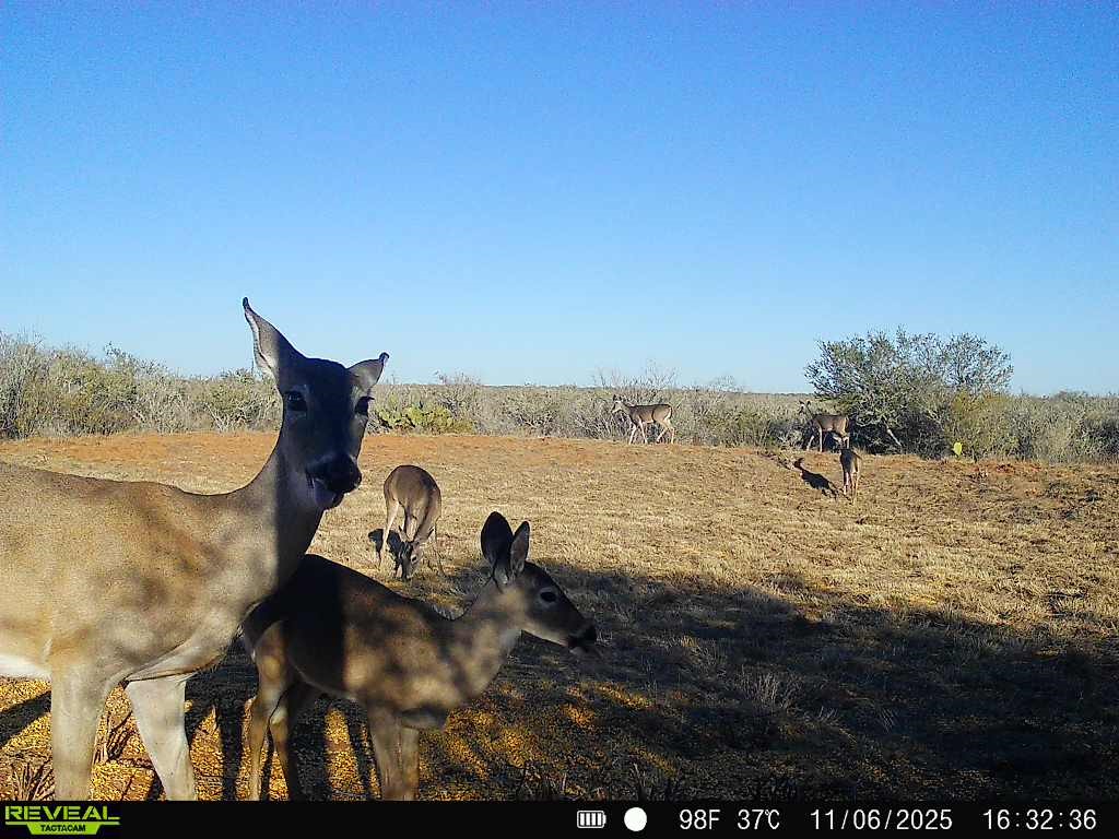 0 County Road 203 Bruni, TX 78344 - Photo 28 of 40 a view of a ocean view