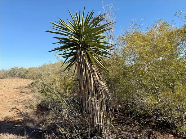 a view of a bunch of trees and bushes