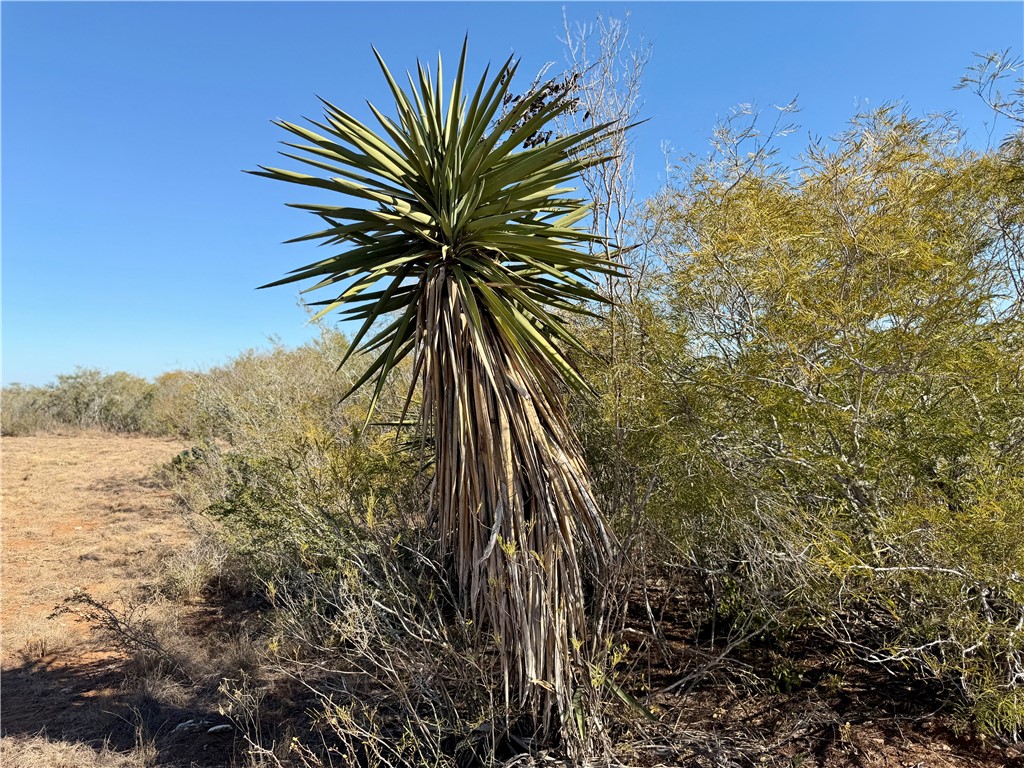 0 County Road 203 Bruni, TX 78344 - Photo 29 of 40 a view of a palm plant that is in front of a house