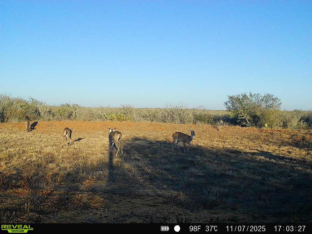 0 County Road 203 Bruni, TX 78344 - Photo 32 of 40 a view of a lake with a big yard