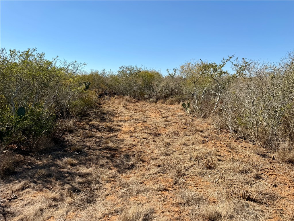 0 County Road 203 Bruni, TX 78344 - Photo 33 of 40 a view of a bunch of trees and bushes