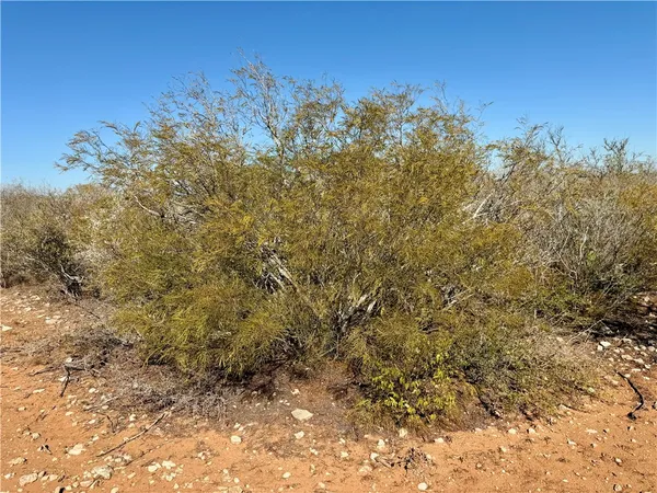 a view of a dry yard with a tree